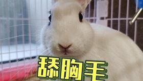 抖音网红猫儿吃瓜资源,萌态可掬引网友热议