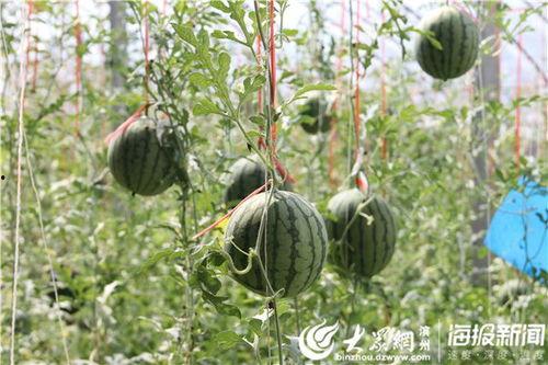 阳春网红吃瓜事件视频,揭秘背后真相与网络舆论风暴