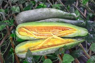 美国网红吃瓜,揭秘幕后真相！